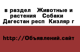  в раздел : Животные и растения » Собаки . Дагестан респ.,Кизляр г.